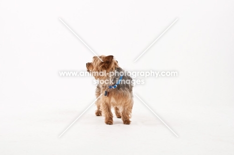 Yorkshire Terrier all alone