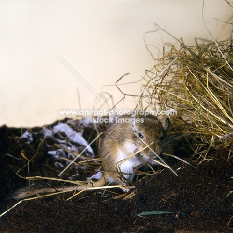 gerbil, agouti colour, on peat, biting up hay bedding