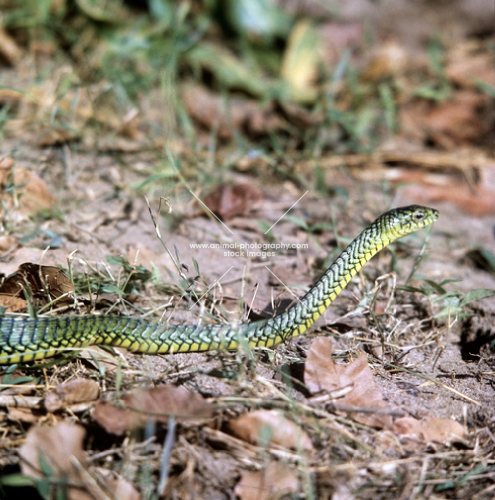 green boomslang posed by c j p ionides in tanzania