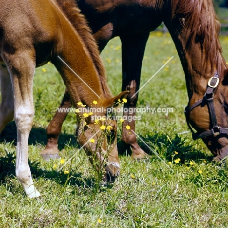 thoroughbred foal with mare among buttercups