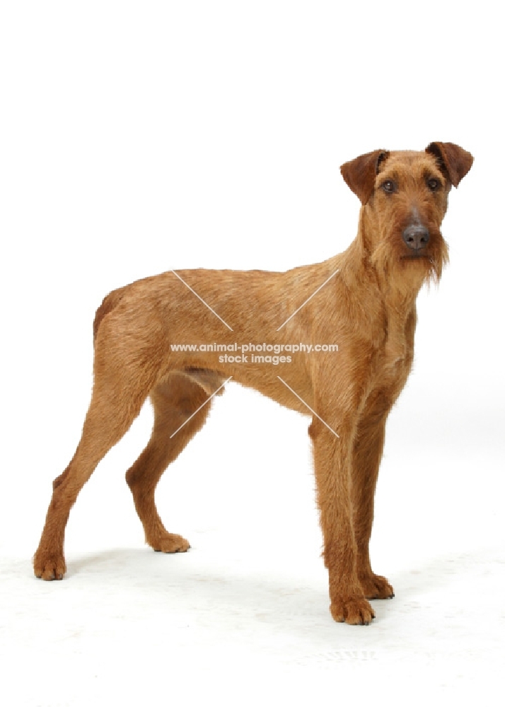 Irish Terrier standing on white background