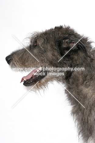 Australian Champion Irish Wolfhound, profile