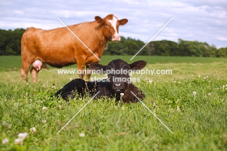 Red Angus Cow standing guard over her Black Angus Calf in grassy field.