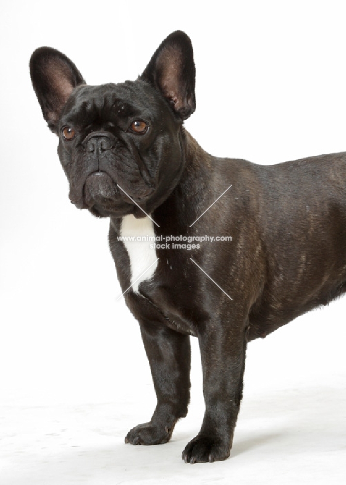 Brindle French Bulldog, Australian Champion