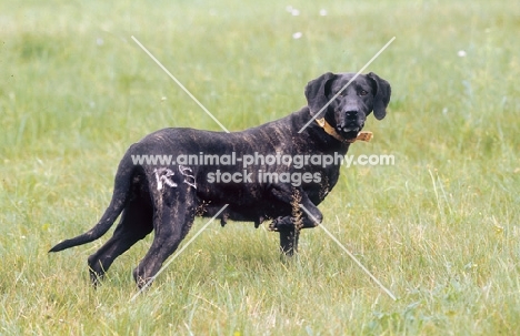 Plott Hound in field