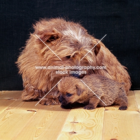 norfolk terrier mother kissing puppy