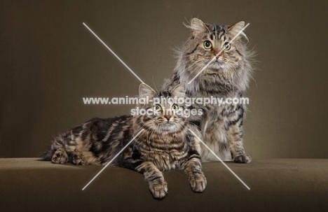 Father and Son American Bobtails. Son reclining, Father sitting facing camera.