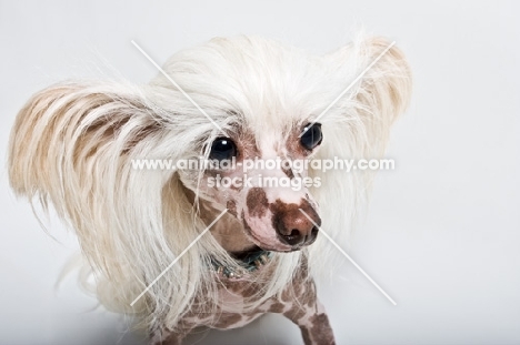 chinese crested dog with flowing hair