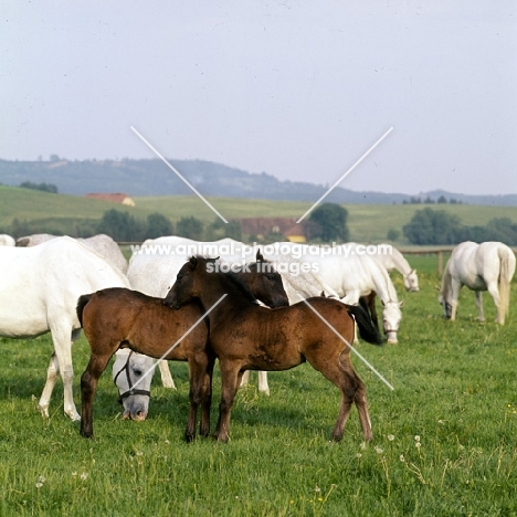 Lipizzaner mares and two foals mutual grooming at piber