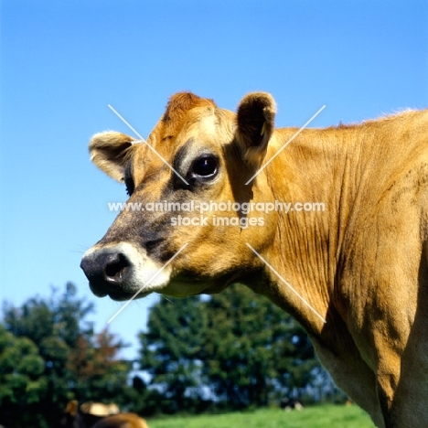 jersey cow, portrait