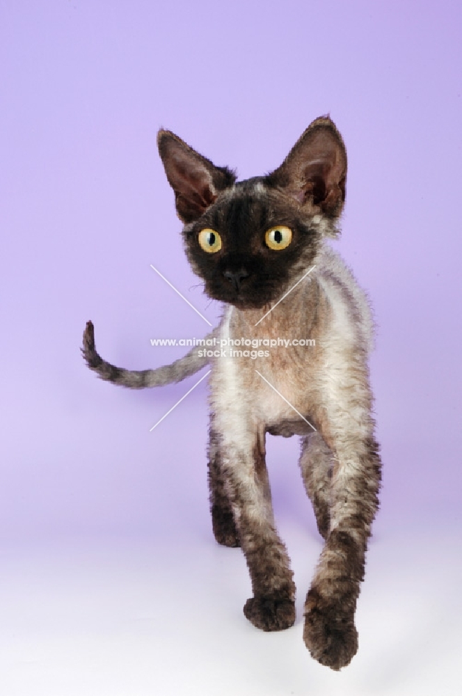 black smoke devon rex kitten