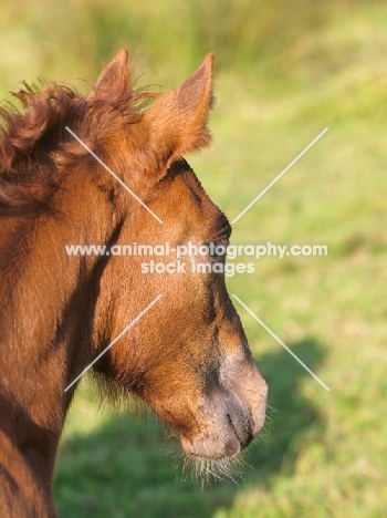 Welsh Cob (section d) foal portrait