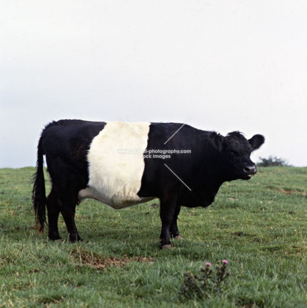 belted galloway cow
