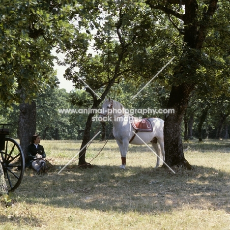 Lipizzaner stallion and rider resting in the shade at lipica