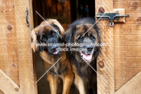 two Leonbergers in shed
