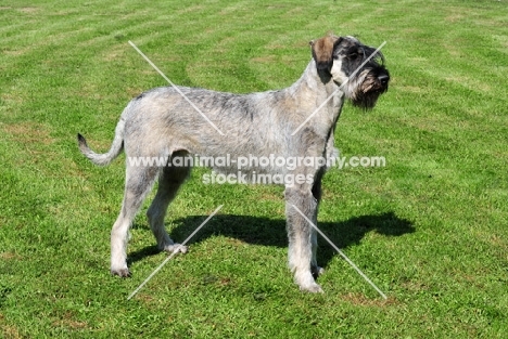 Giant Schnauzer, posed