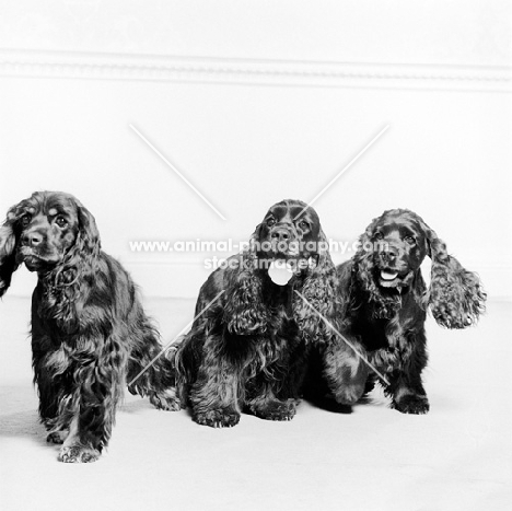 three american cocker spaniels 