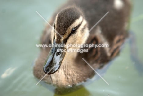 mallard duckling