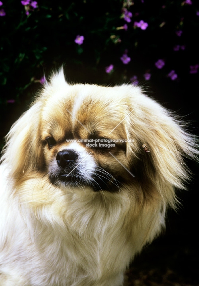 velrock la-tru at braeduke,  tibetan spaniel head portrait