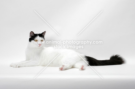 black and white Turkish Van cat, lying down