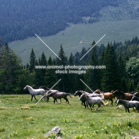 Lipizzaner colts at stubalm, piber