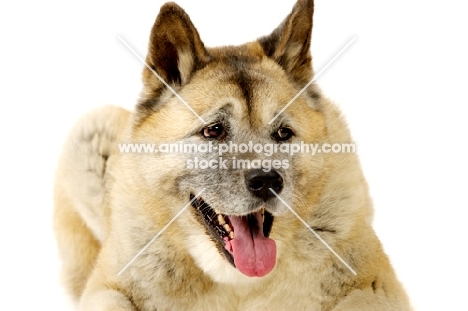 Large Akita dog lying isolated on a white background