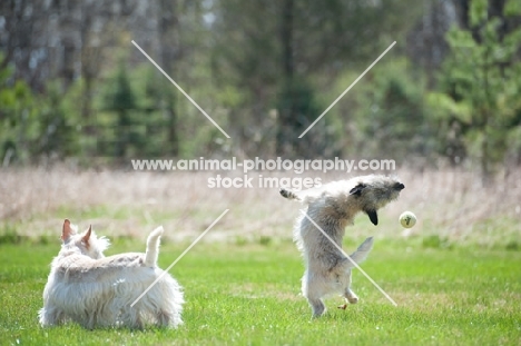 Wheaten Cairn terrier on grass trying to catch tennis ball with Scottish terrier watching.