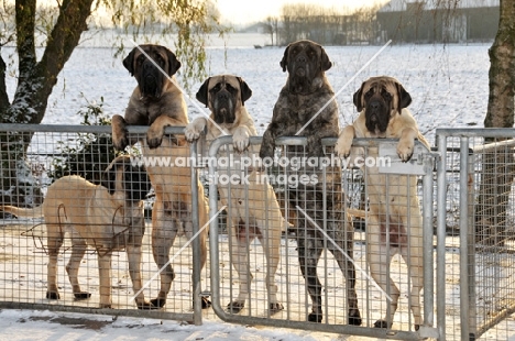 five Mastiffs