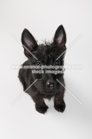 Black Scottish Terrier puppy in studio.