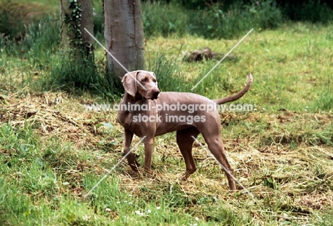 undocked weimaraner