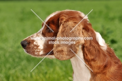 Welsh Springer Spaniel profile