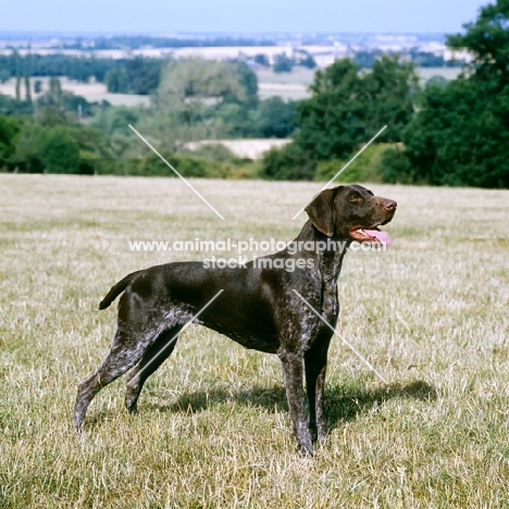 german shorthaired pointer standing in a field