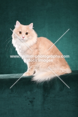 Siberian cat, sitting down