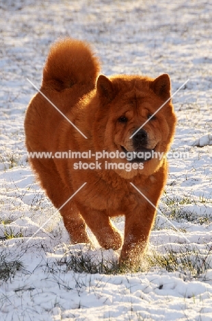 Chow walking in snow