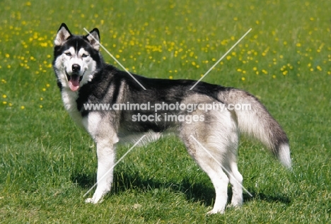 siberian husky side view