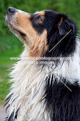 wet australian shepherd, profile