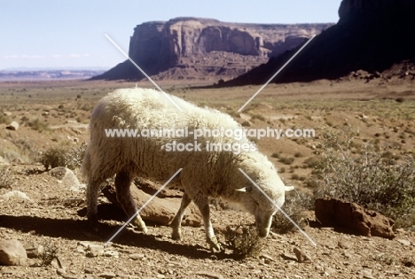 navajo-churro sheep in monument valley, usa