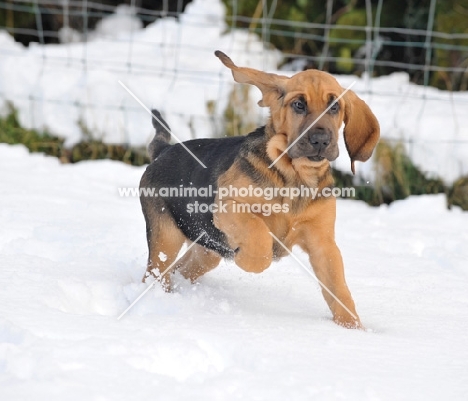 young Bloodhound running in snow