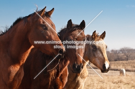 three Morgan Horses