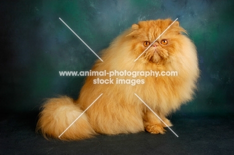 red Persian in studio