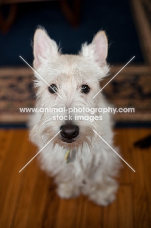 wheaten Scottish Terrier sitting on hardwood floor.