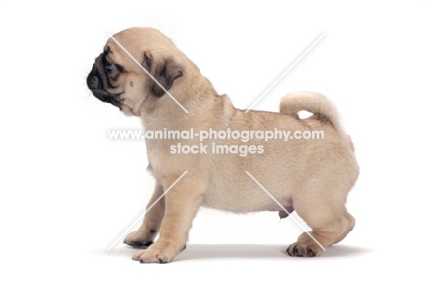 cute Pug puppy, side view