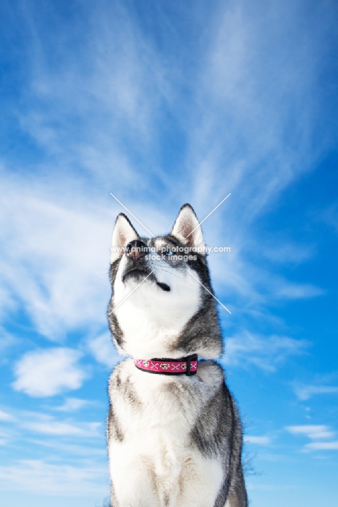 Husky against blue sky