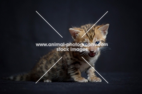 cute bengal kitten on black background