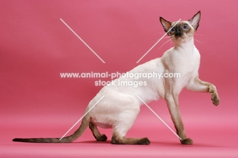 seal point Siamese cat one leg up, on pink background