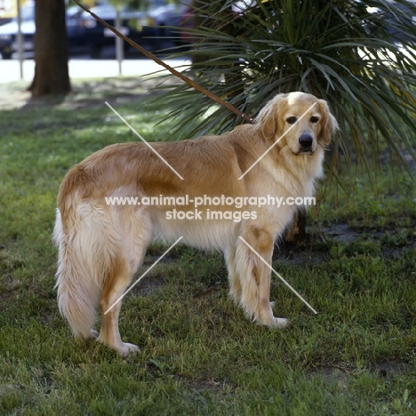  ch basil v.d.weunsberger rebe,  hovawart standing on grass