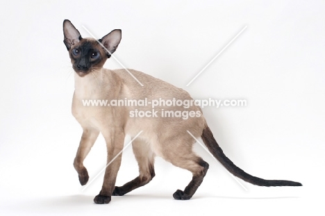 seal point Siamese cat, one leg up