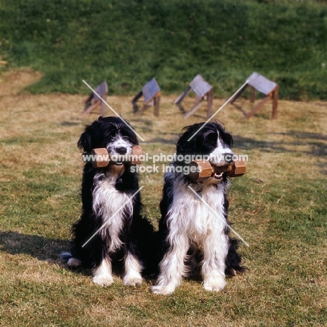 two dogs with dumbells
