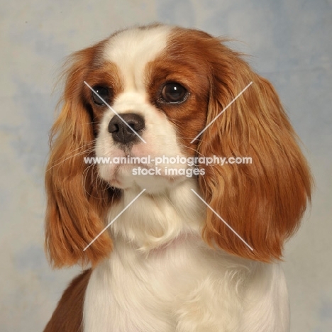 Cavalier King Charles Spaniel head study