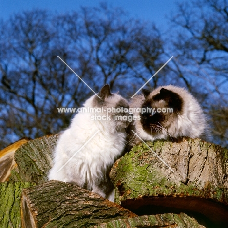 ch xox betula, seal point and copplestone maria, blue point colourpoint cats. (Aka: Persian or Himalayan)